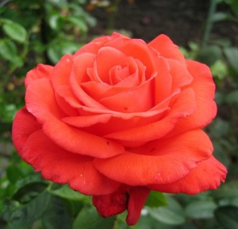 Роза чайно-гибридная Tropicana