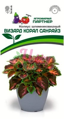 Цветы Колеус Визард Корал Санрайз шлемниковидный (10 шт) Партнер
