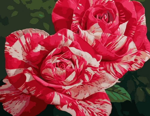 Картина по номерам 40х50 - Распустившиеся розы
