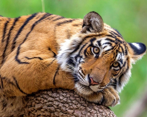 Картина по номерам 40х50 - Лежачий тигр