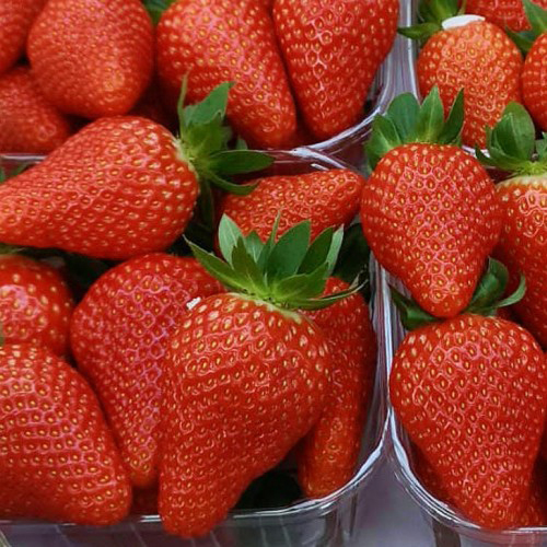 Франческо. Ранняя ОСП