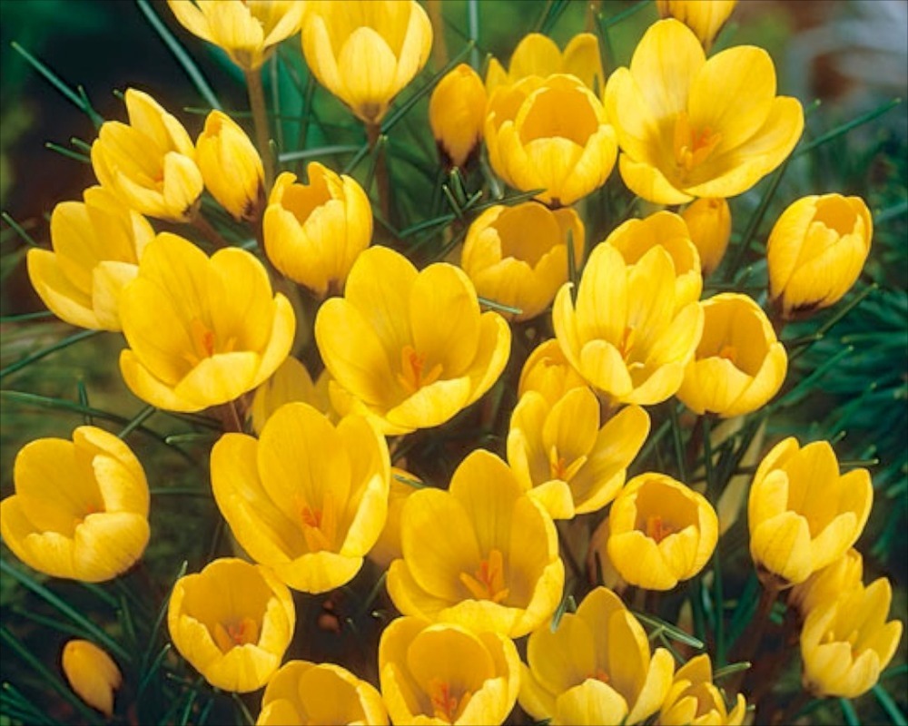 Golden Yellow NEW Крокусы. Декоративноцветущие луковицы, рассада и саженцы