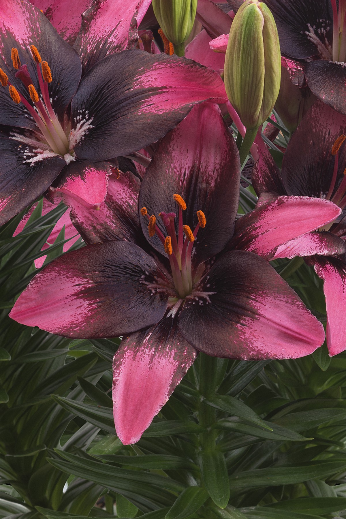 Купить Азиатские Лилии В Интернет Магазине