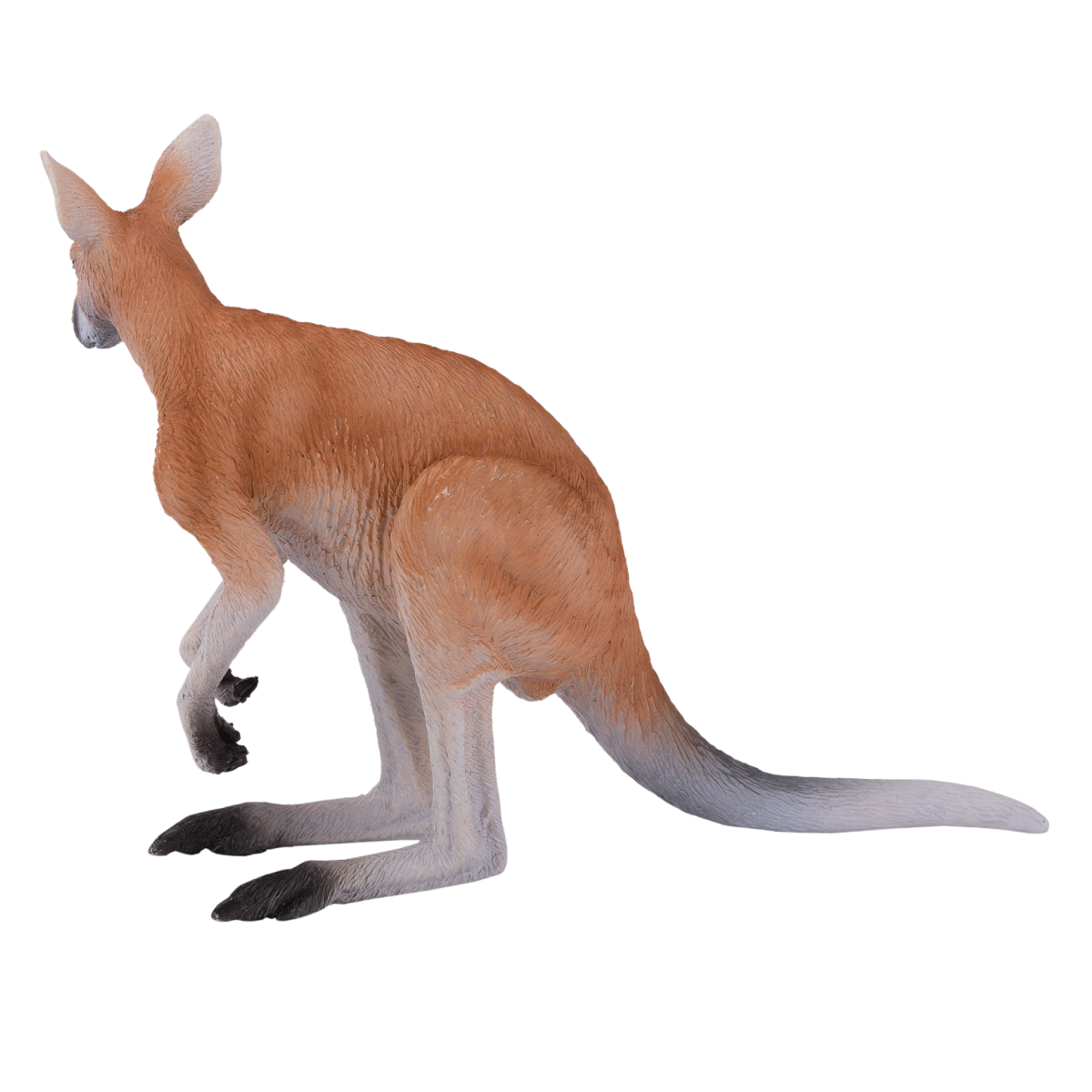 Kangaroo 2005