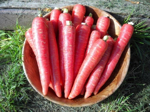 Морковь рубиновая (100 шт.) САМАЯ КРАСИВАЯ И САМАЯ СЛАДКАЯ