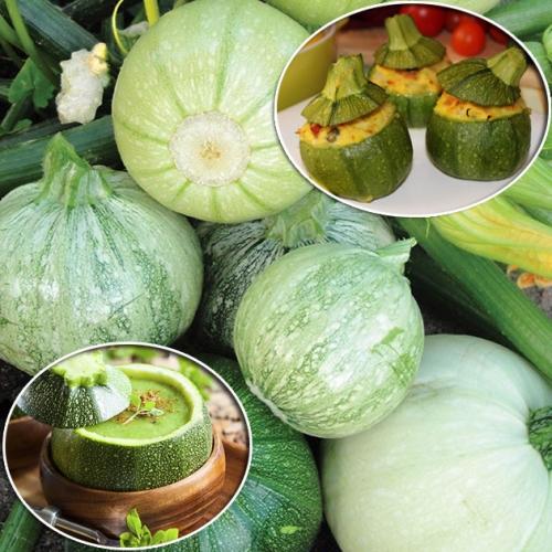 Кабачок Колобок (10 шт.) цуккини