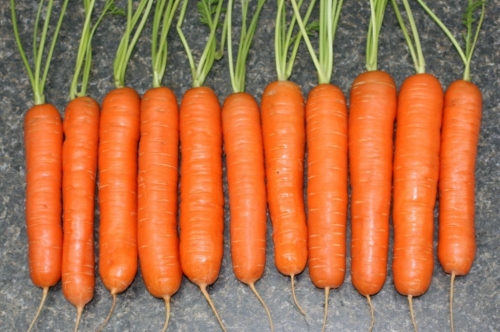 Морковь нантская 4.