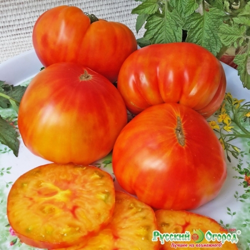 Томат Хурма НК (5 шт.)