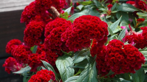 Целозия Вишневый коралл (60 шт.)