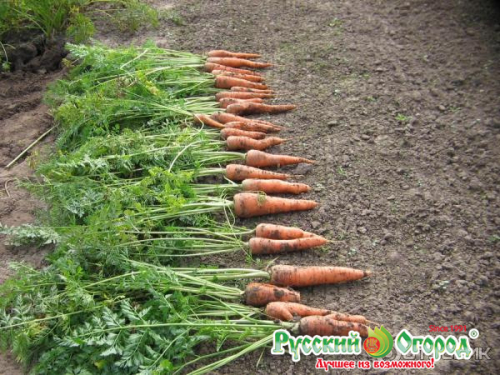 Морковь Марлинка (2г)