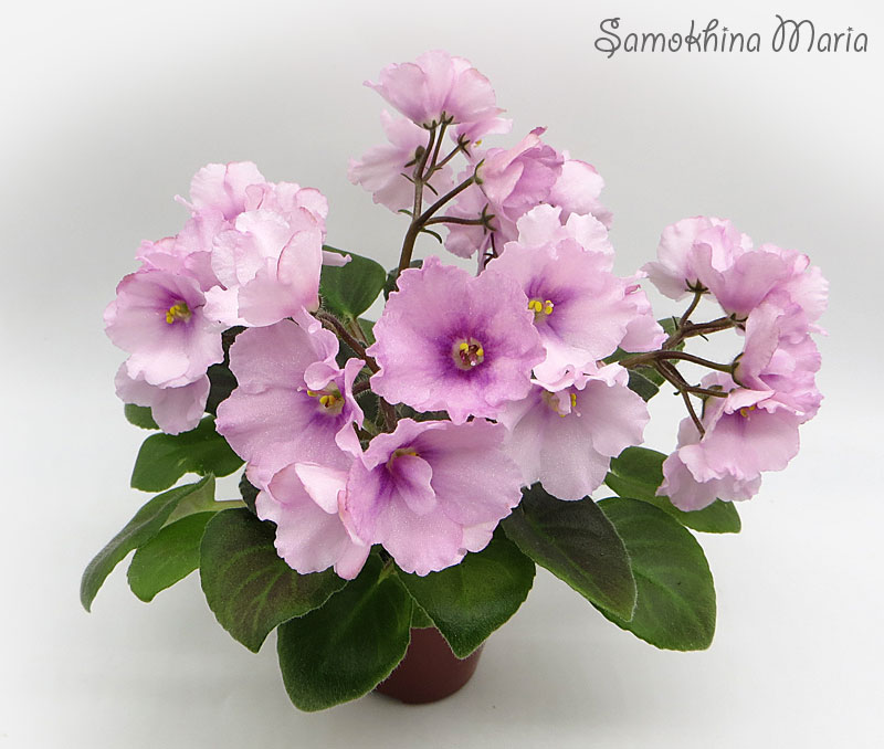 Фиалка галина фото и описание сорта Фиалка sl pink evening фото - Arhids.ru