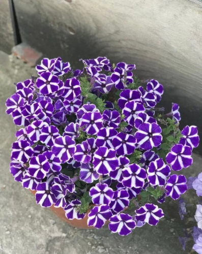 Петуния Cascadias Purple Gem