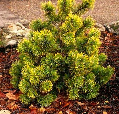 Pinus m. Zundert C10 (40-60)