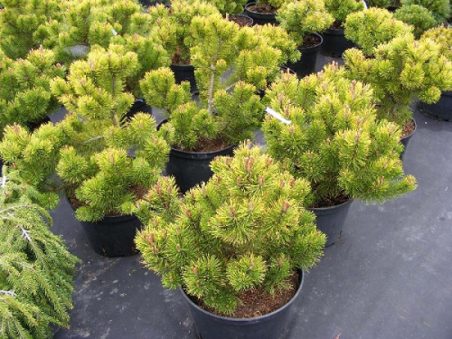 Pinus m. Winter Gold C12 (40-60)