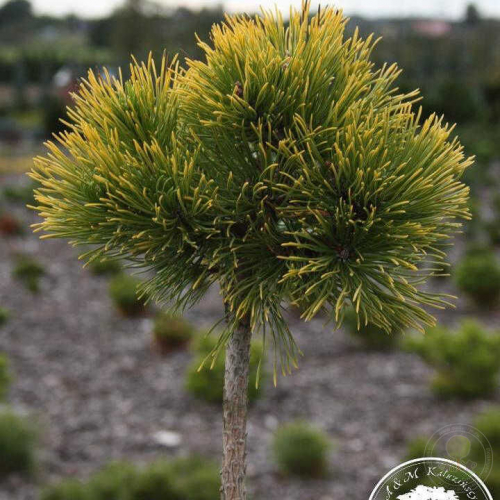 Сосна Pinus m. Nana Balcanica Aurea C5 Pa (40 - 60)