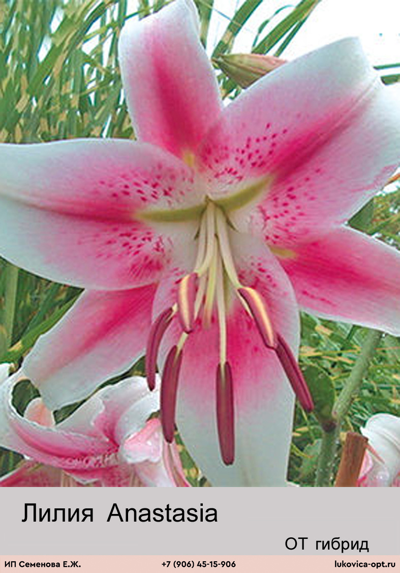 Лилия lotus dream