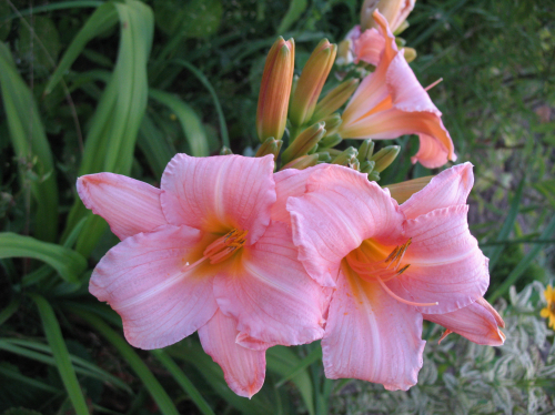 Hemerocallis Hall's Pink