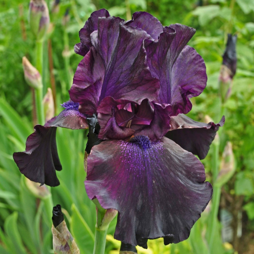 Iris Germanicus Superstition