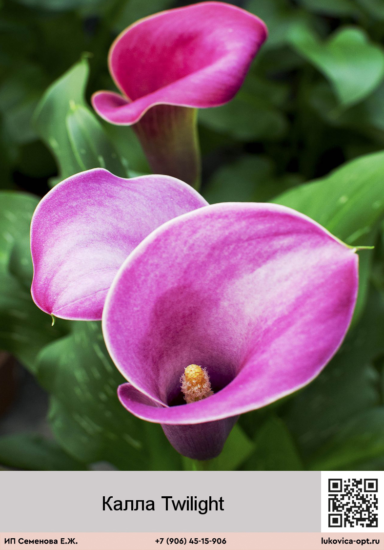 Калла (Zantedeschia) Sumatra