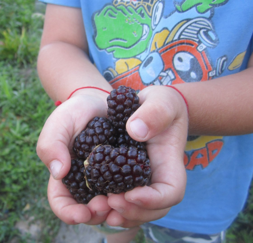 Ежевика Бойсенбери / Boysenberry