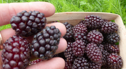 Ежевика Бойсенбери / Boysenberry