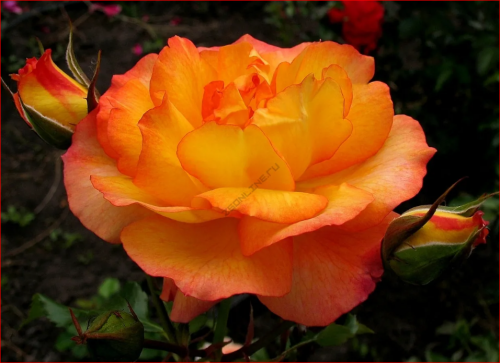 Роза Сахара Sahara РОЗА ХАМЕЛЕОН (цвет от абрикосово-желтого до оранжевого)