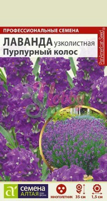 Цветы Лаванда Пурпурный Колос узколистная (5 шт) Семена Алтая