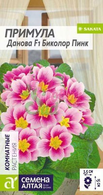Цветы Примула Данова Биколор Пинк (5 шт) Семена Алтая Комнатные растения