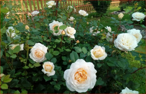 Роза Крокус Роуз Crocus Rose