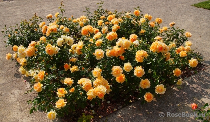 Роза хансештадт фото и описание отзывы