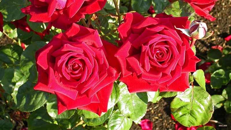 Роза ред берлин фото и описание