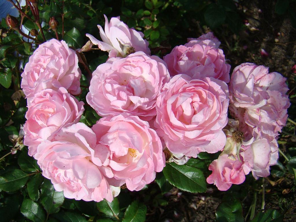 Роза сурир де периге фото и описание