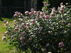 La Rose du Petit Prince