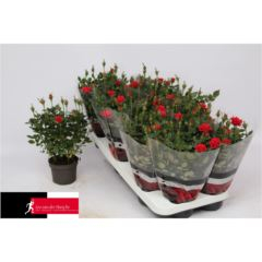 Роза кордана Мэнди