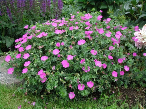 Семена Герань садовая ШАРОВИДНАЯ кроваво-красная (Geranium Sanguineum) ГЕРМАНИЯ