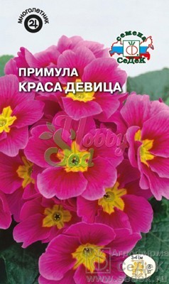 Цветы Примула Краса девица (бесстебельная, розовая) (5 шт) Седек