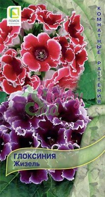 Цветы Глоксиния Жизель (5 шт) Поиск Комнатные