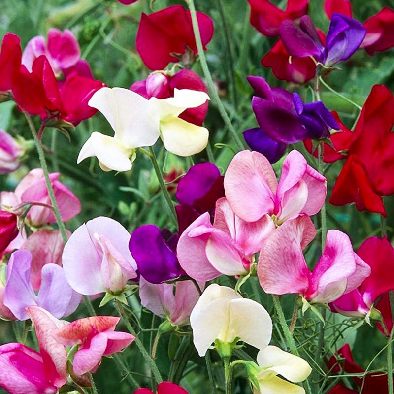 Цветы многолетний горошек жемчужная россыпь фото