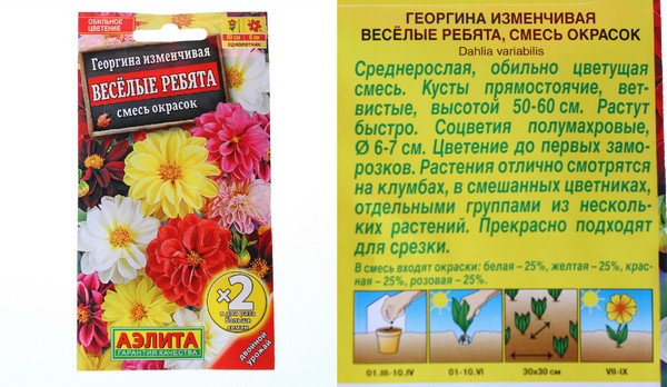 Схема посадки георгинов веселые ребята