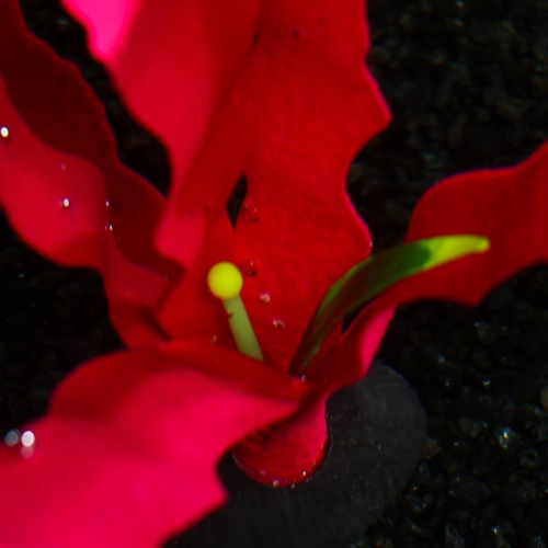 Растение силиконовое аквариумное, светящееся в темноте, 14 х 24 см, красное