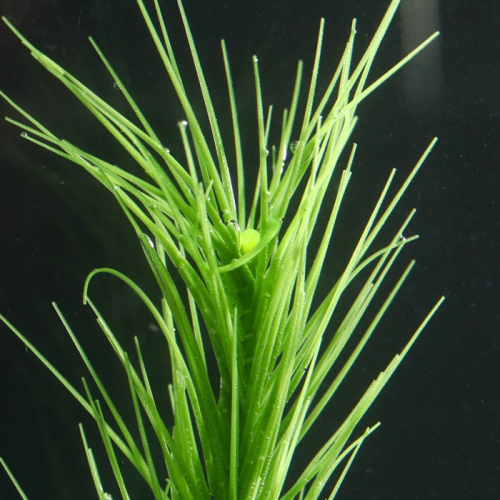 Растение силиконовое аквариумное, светящееся в темноте, 8 х 18 см, зелёное