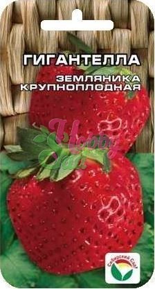 Земляника Гигантелла (10 шт) Сибирский Сад