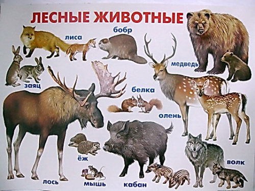 Плакат Лесные животные (Линг)