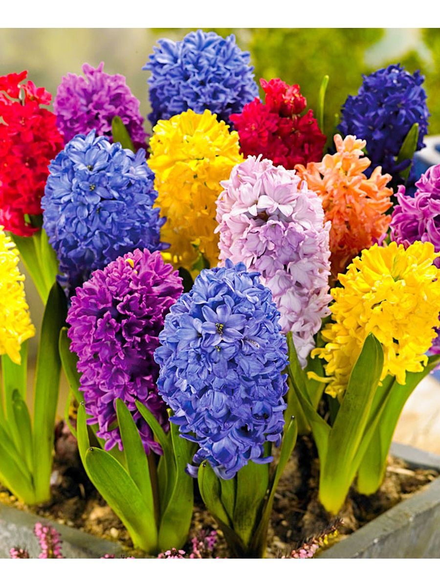 Гиацинт Hyacinthus Mix