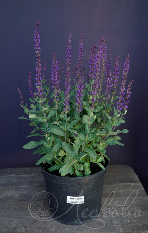 Шалфей дубравный (Salvia nemorosa `Caradonna`). Лесково