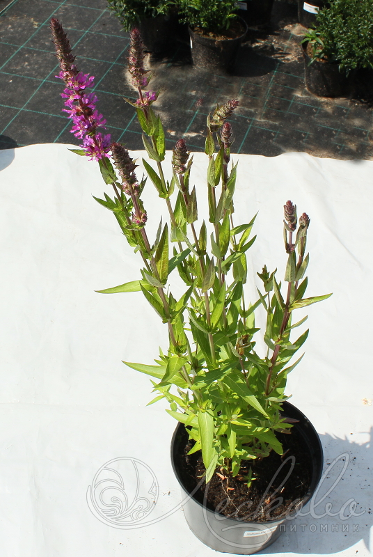 Дербенник иволистный (Lythrum salicaria `Rote Hybriden`). Лесково