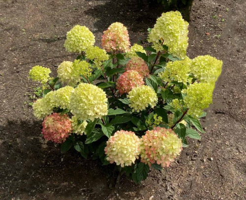 Гортензия метельчатая (Hydrangea paniculata `Little Love`)