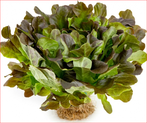Семена Салат - латук Дуболистный Oak leaf. СЕЛЕКЦИЯ США