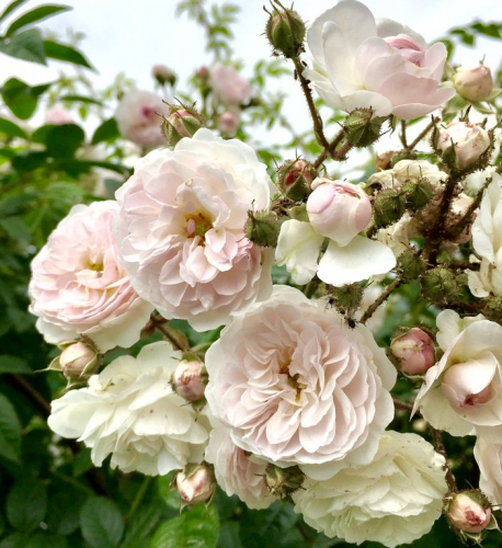 Роза плетистая Филисити Пертетю Р14 (30 см)
