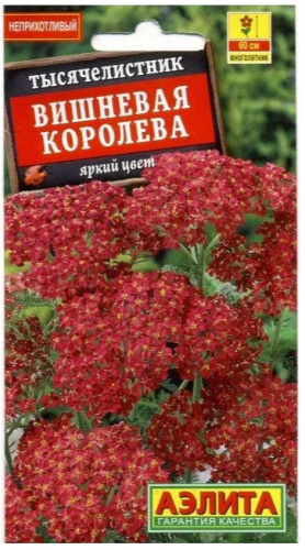 Тысячелистник Вишневая Королева
